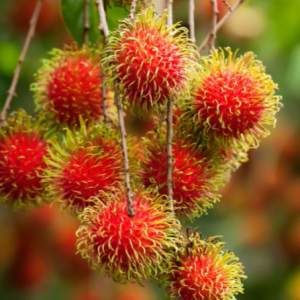 Java Rambutan