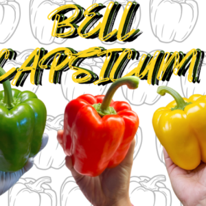 Bell Capsicum (Bell Pepper)